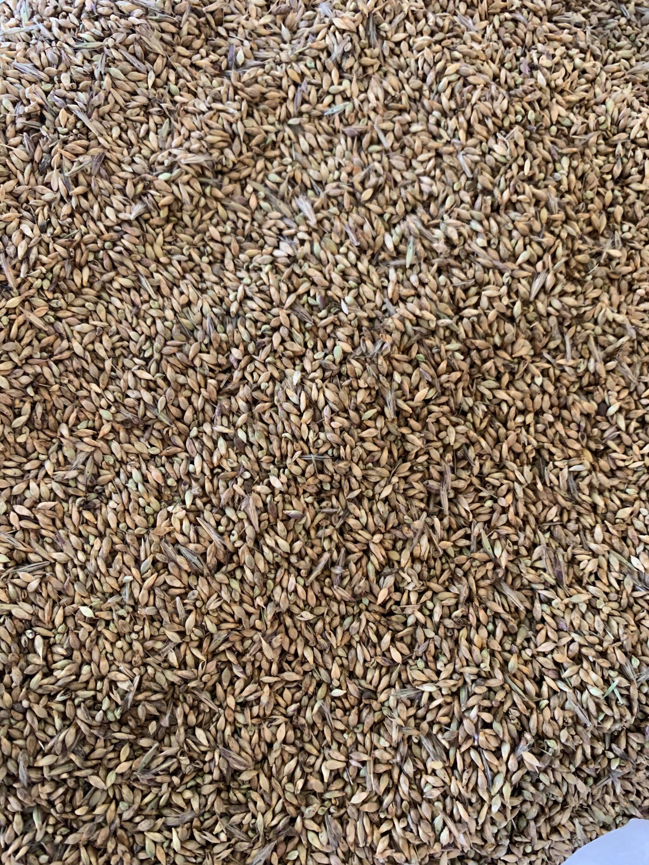 A close-up of seed